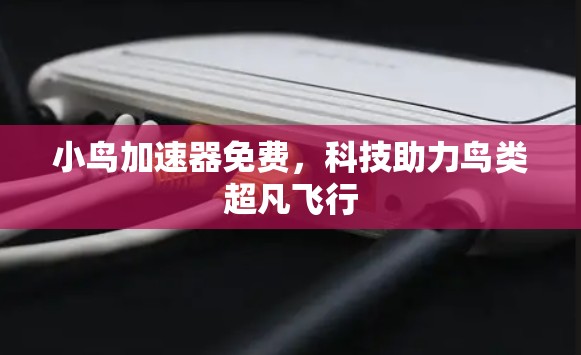 小鸟加速器免费，科技助力鸟类超凡飞行